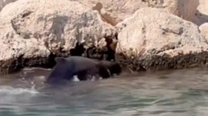 Gökkaya Koyun’a turistik tur düzenleyen tekneciler, kayalıklarda balinanın çırpındığını fark