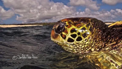 Bilim insanları, Galápagos deniz kaplumbağalarının şaşırtıcı bir popülasyonunu keşfetti; bu