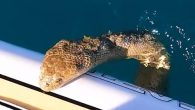 Avusturalya’da sörf yaptığı sırada uzun bir deniz yılanıyla karşılaşan Brodie Moss adlı kişi, tahtasına çıkan deniz yılanını kamera ile kaydetti. Avusturalya’da sörf yapan Brodie Moss adlı kişi, 2 gün önce sörf tahtasıyla okyanusa açıldı. Bu sırada oldukça uzun bir deniz […]