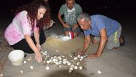 Antalya’nın Kumluca ilçesi sahilinde, yumurtalarından çıkan yılın son Caretta Caretta yavruları denizle buluştu. Gece saatlerinde görevlilerce açılan yuvalardan çıkan caretta yavruları, denize ulaştı. Yavruların zorlu yolculuklarına gönüllü çevreciler de eşlik etti. Kumluca sahilinin Türkiye’deki 21 Caretta Caretta üreme kumsalından biri […]