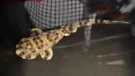 By DIVE Staff A baby shark born in a US aquarium appears to be a rare case of parthogenesis, in which a female animal reproduces without having mated with a male. The swell shark (Cephaloscyllium ventriosum) pup hatched from an […]