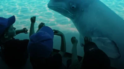 Art arda yaşanan yunus ve balina ölümleriyle nam salan Kanada’daki