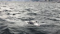 Mudanya’da vatandaşlar tarafından fark edilen ölü yunus, Sahil Güvenlik ekiplerince kıyıya çıkarıldı. Yunus, gömülmek üzere belediye ekipleri tarafından kepçeyle Arnavutköy Yat Limanı’ndan alındı. Bursa’nın Mudanya ilçesinde denizde ölü yunus bulundu. Denizde hareketsiz haldeki yunusu görenler, durumu Sahil Güvenlik ekiplerine bildirdi. […]