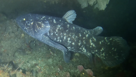 An analysis of coelacanth DNA suggests its genome has experienced some significant changes in recent evolutionary history, potentially dispelling the popular image of these iconic fish as being “living fossils.” The discovery of a live coelacanth (pronounced “see-lah-kanth”) off the […]