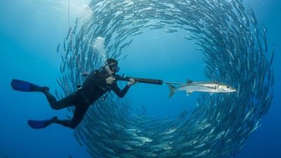 Zıpkınla balık avcılığına belge edinme ve kayıt olma zorunluluğu getiriliyor.
