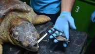 Antalya’nın Finike ilçesinde boynundan zıpkınla vurulmuş halde bulunan caretta caretta, Muğla’nın Ortaca ilçesindeki Deniz Kaplumbağaları Araştırma Kurtarma ve Rehabilitasyon… Antalya’nın Finike ilçesinde boynundan zıpkınla vurulmuş halde bulunan caretta caretta, Muğla’nın Ortaca ilçesindeki Deniz Kaplumbağaları Araştırma Kurtarma ve Rehabilitasyon Merkezi’nde (DEKAMER) […]