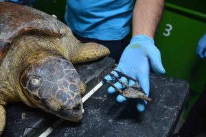 Antalya’nın Finike ilçesinde boynundan zıpkınla vurulmuş halde bulunan caretta caretta,